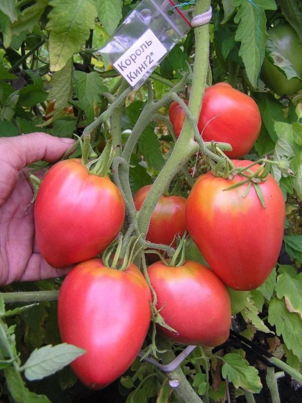 Томат Король Кинг-2: крупные мясистые плоды для салатов и сока и практичный подход к выращиванию