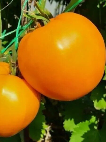 �������� �����: ��������� ���������� ������������ ������������� �����-������ ��� ������ ������