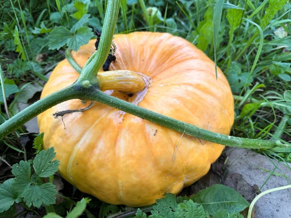 ��� ��������� ����� �����: ����������� ������ ��������