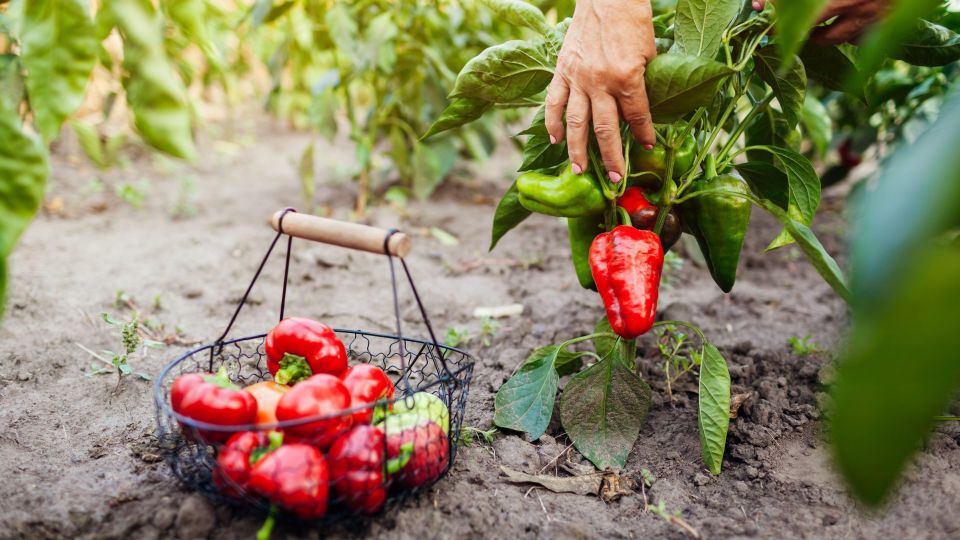 ����� �� �������� �������� ������ � �����: ������ ������ ����� ���������