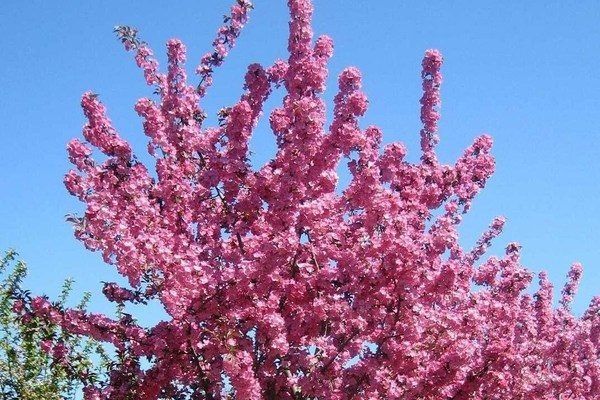 Яблоня Бренди Мэджик: Изюминка любого сада