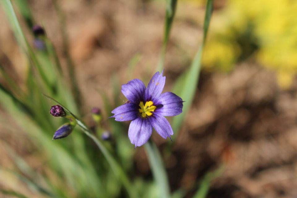 Исследование редких сортов растений: сисюринхий, красная лобелия и астранция с пестрой листвой