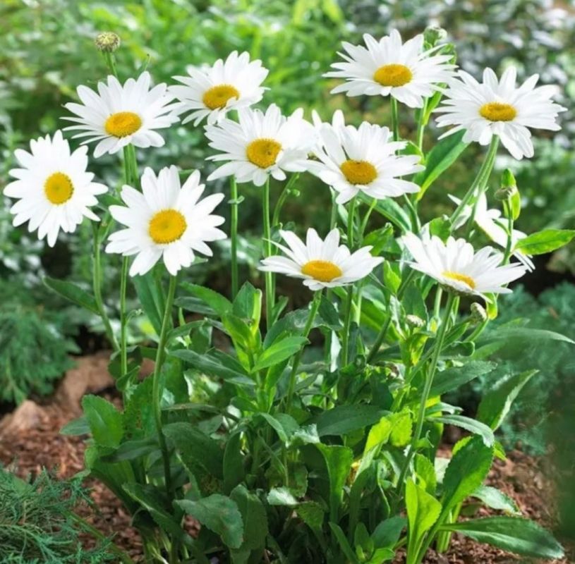 ������������, ������� ������ ��� ��� �������� � ��������� �����