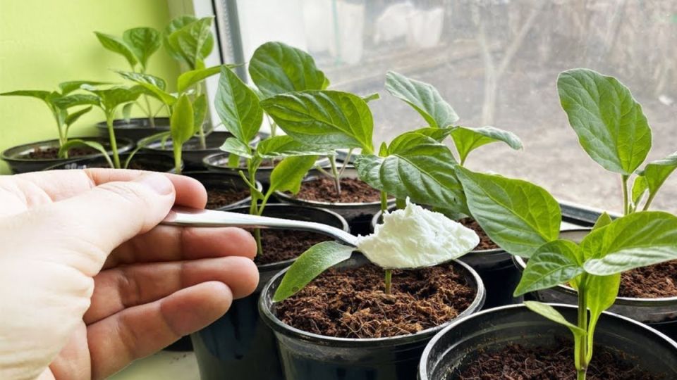 Как всего из трех ингредиентов создать потрясающую подкормку для рассады