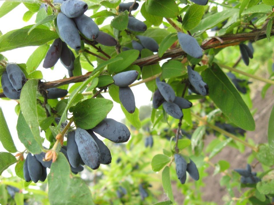 Неприхотливые ягодные кустарники для вашего сада: полезные советы и секреты