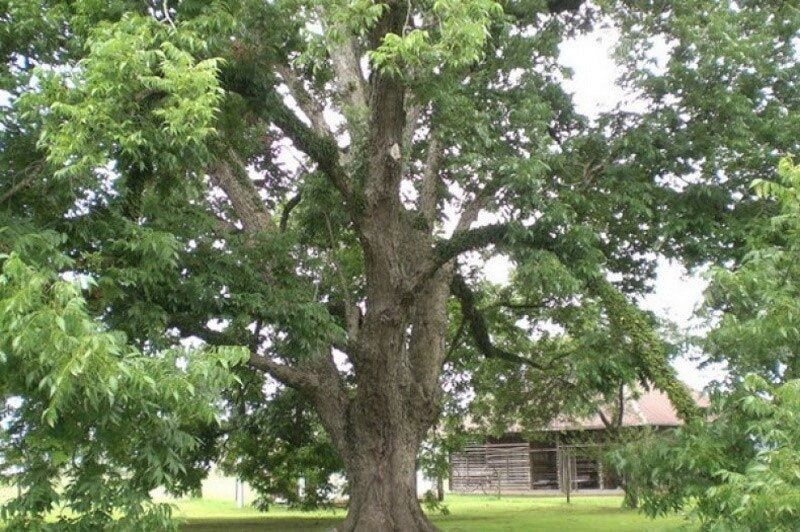 Символ Техаса: Пекан и его удивительные особенности