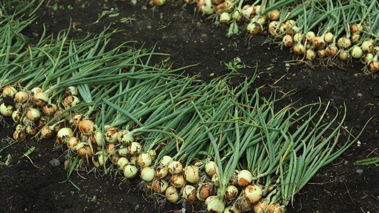 ��� ��������� ������� ��� �� ��������: ��� ������� ����