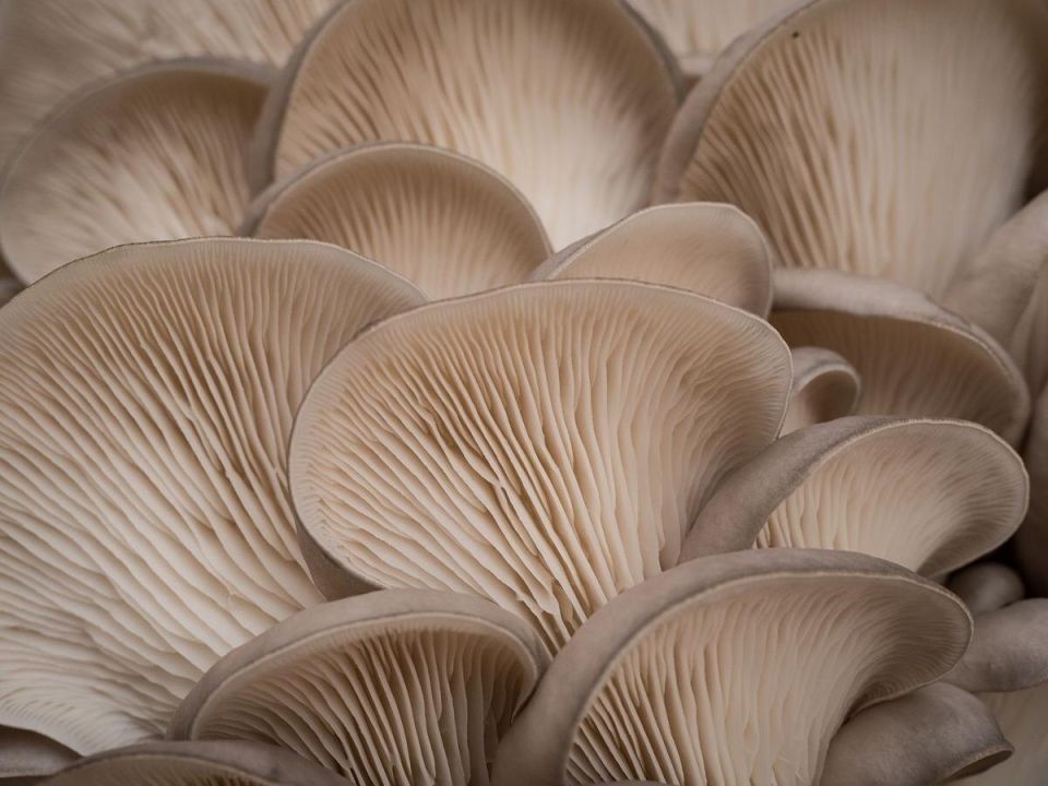 ����� ��� �������������: ��� ��� ����������� ����� � ��������� ��������