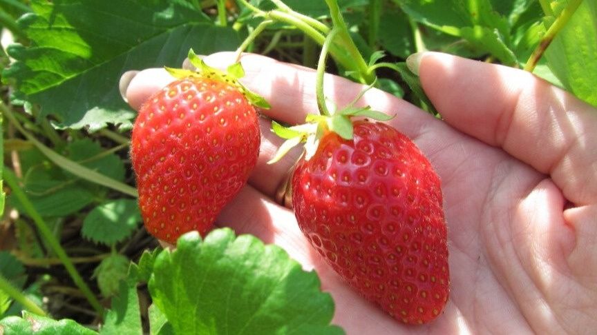 ����� �������� ��������? ���� � ������ � ������� �������