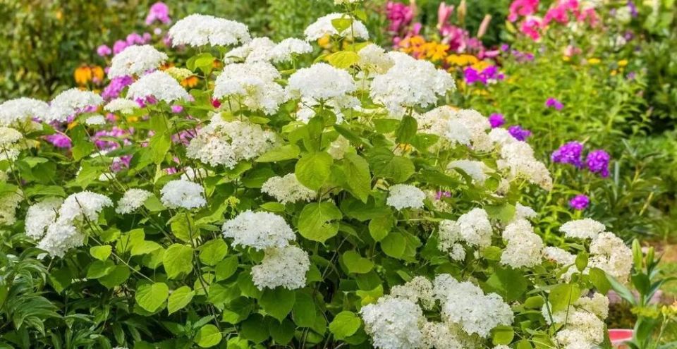 Почему листья гортензии теряют свой яркий вид: ключевые причины и методы лечения