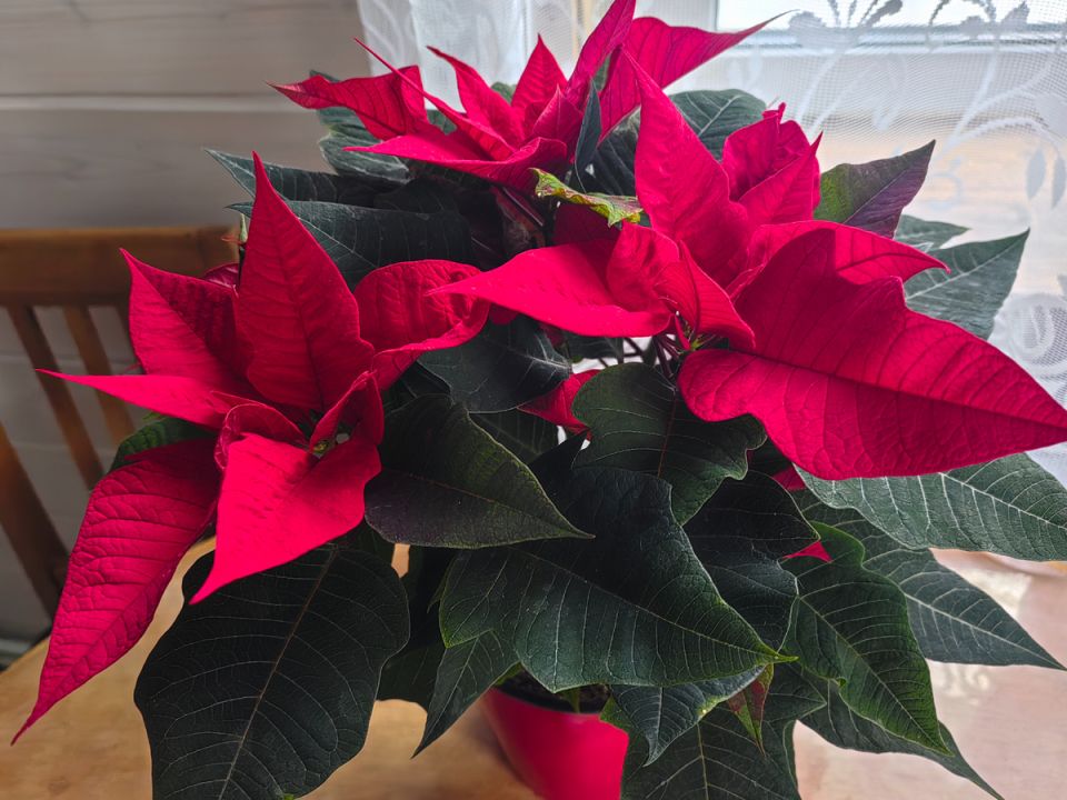 ������ ��� ���� ���: ����������� ���������� � ������ ����