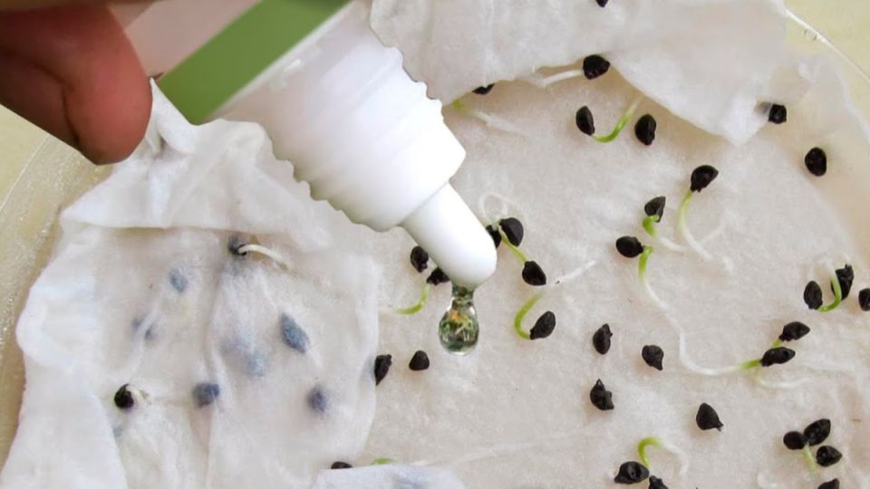 ���� �����, ��������� �������� ���� �������: ������� ��������