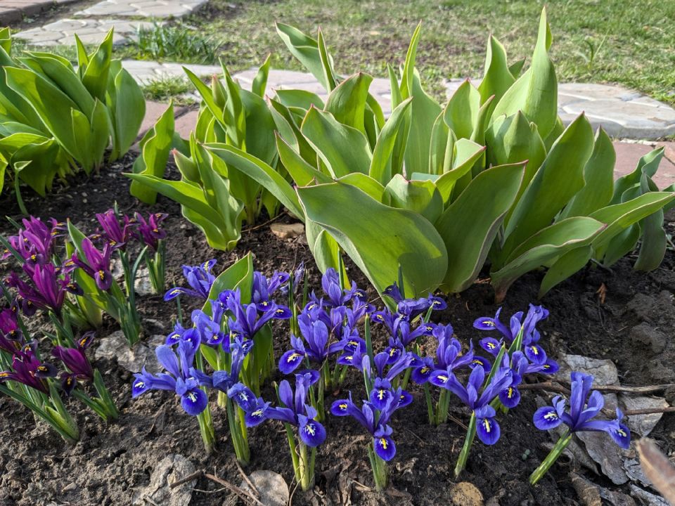 ������ ����� �� ������ ���������: ����������� � ��������