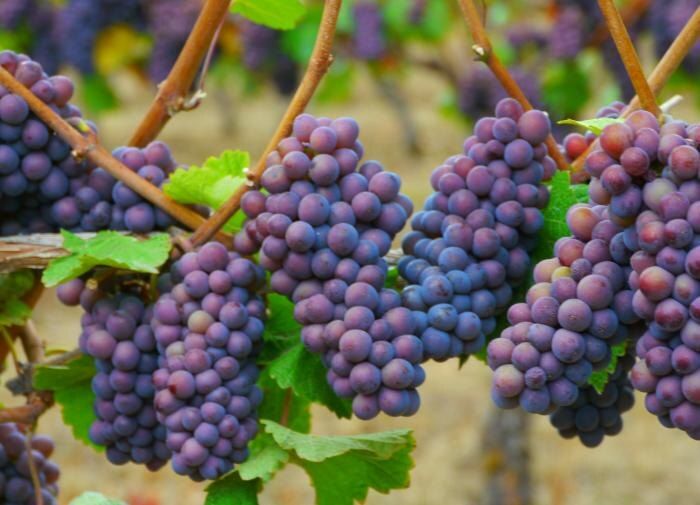 ��� ����������� �������� � ����: ������� ���� ��� ��������� �������