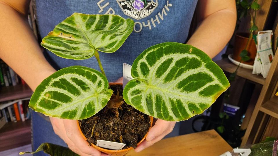 Как из уцененного антуриума создать буйное растение