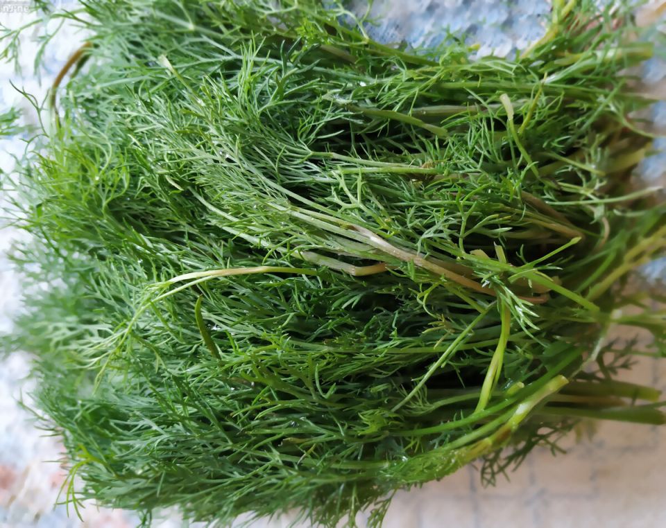 Укроп на зиму: секреты успешного урожая