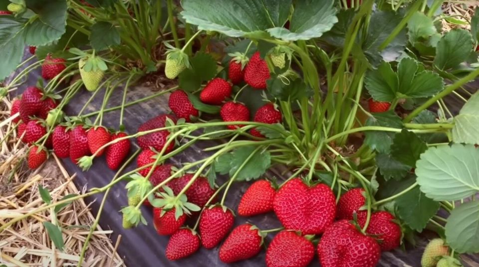 ������ � ��������� ����� ��� ����������� ��������