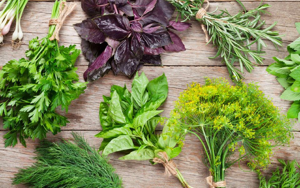 Зелень как ключ к долголетию и здоровью