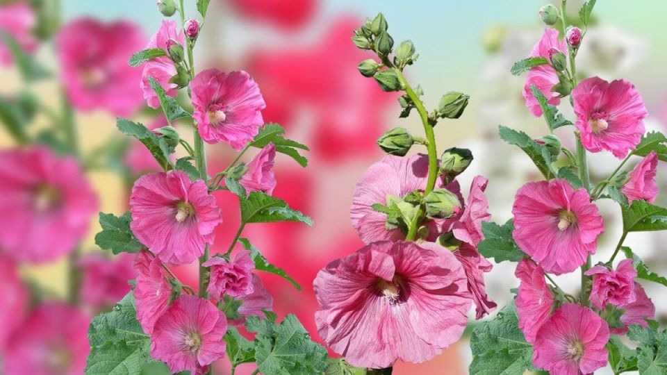 ���� �� ������� ����� ��������: ������� ��� ���������� �������� � ��������� ������