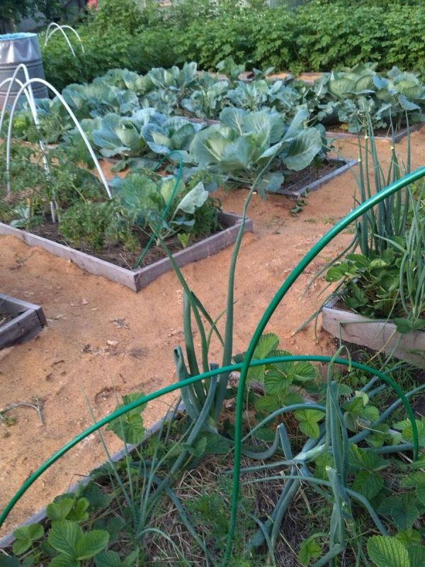 ��� ����� ���������� ��������� ������ �� ������