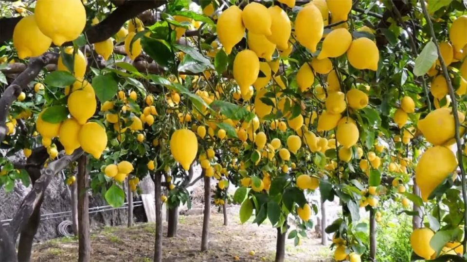 Неожиданные способы использования лимона в быту