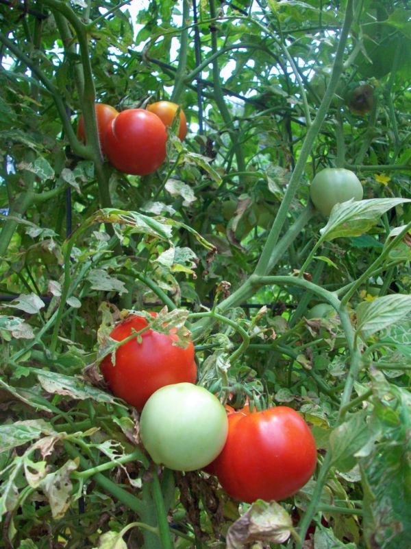 ��� ���������� �������� � �������� ����� �� �������: ������ ��������