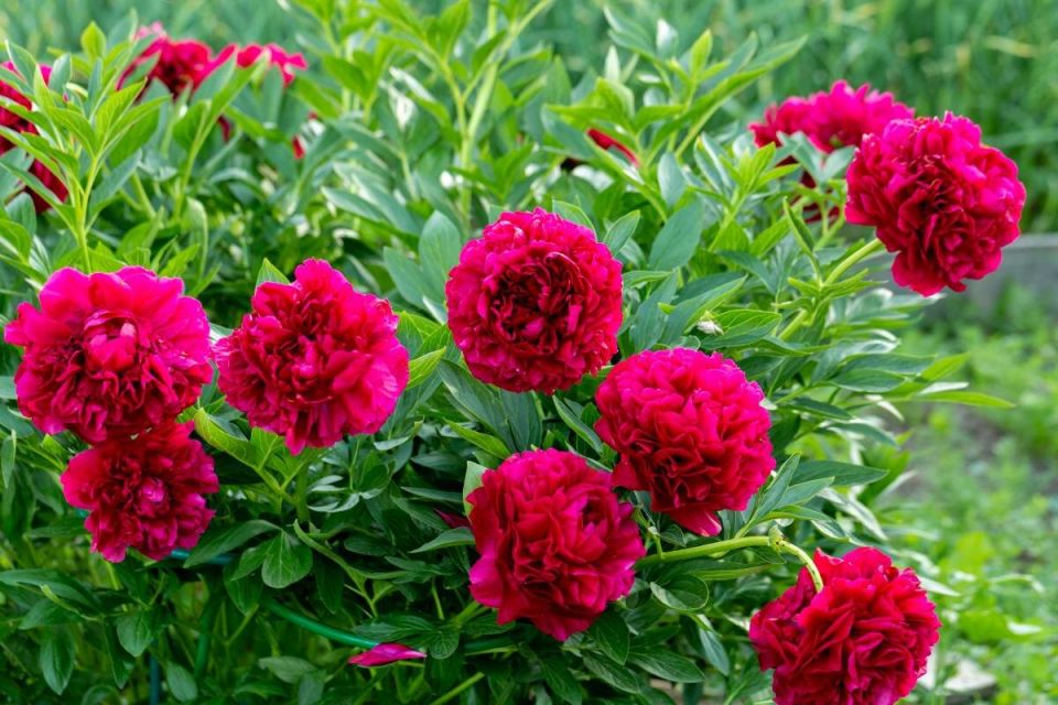 ������� ������� ����� �� ������� �� ������� ���������