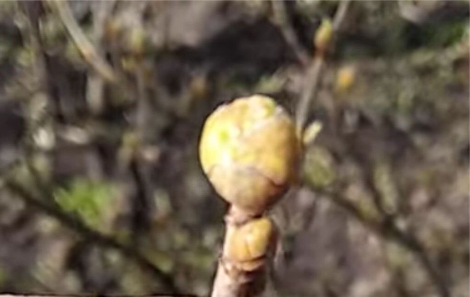 Как избавиться от почкового клеща на смородине