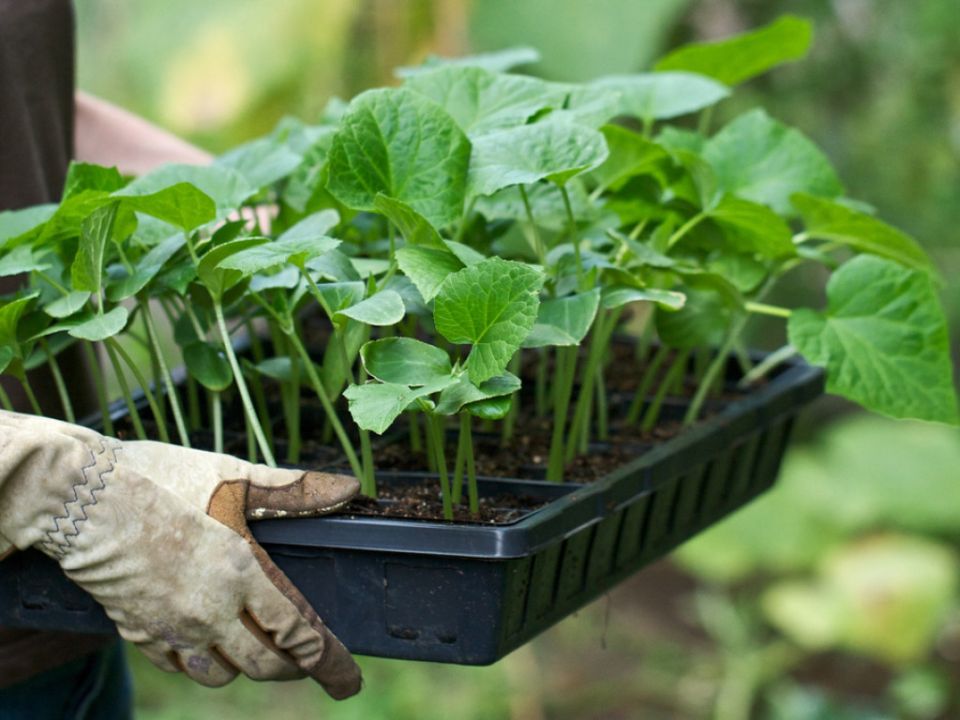 Опыт высадки рассады огурцов в теплицу и подготовка грунта
