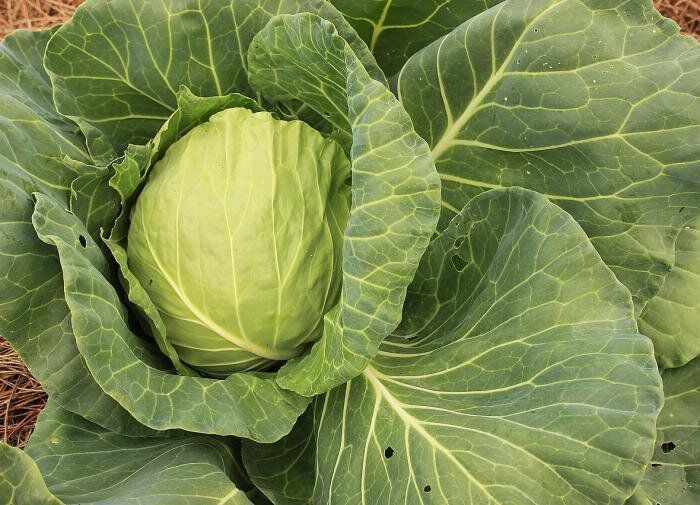 Почему капуста не формирует кочаны: разберем причины вместе