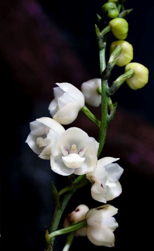 Конкурс красоты среди уникальных орхидей