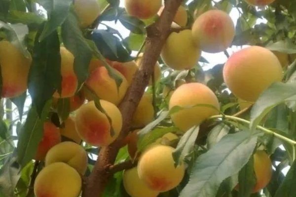 Почему сорт персика Ветеран остаётся фаворитом садоводов?