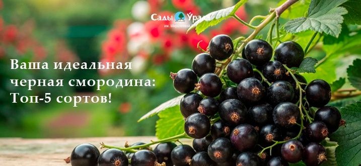 Загляните в будущее вашего урожая черной смородины