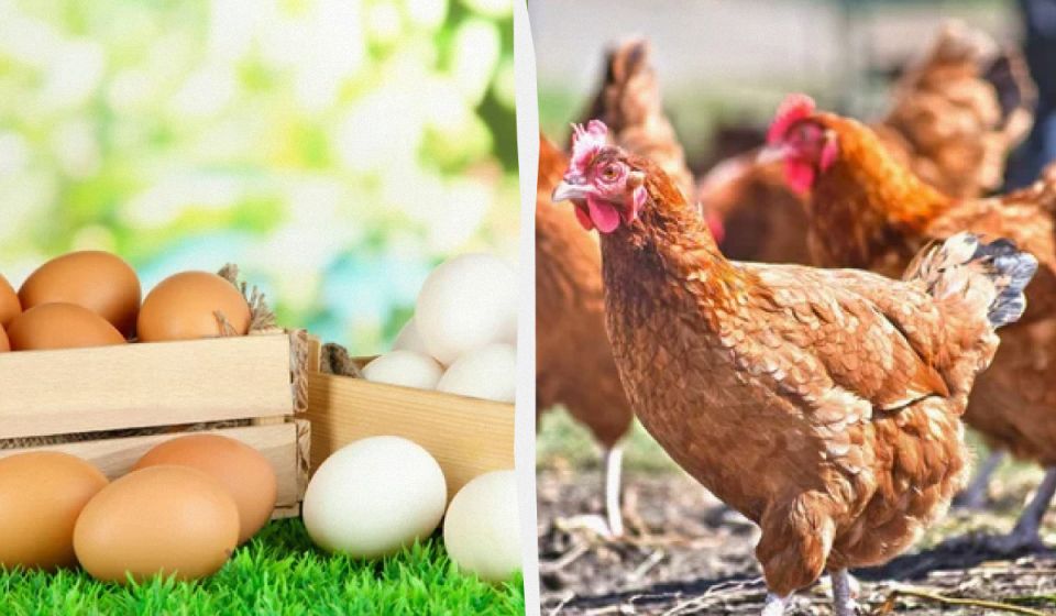 Как правильно накормить кур, чтобы получать много яиц