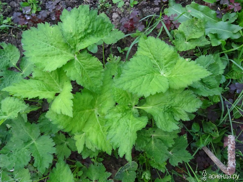 �������� �������� ������: ����� ������ �� ����� �������