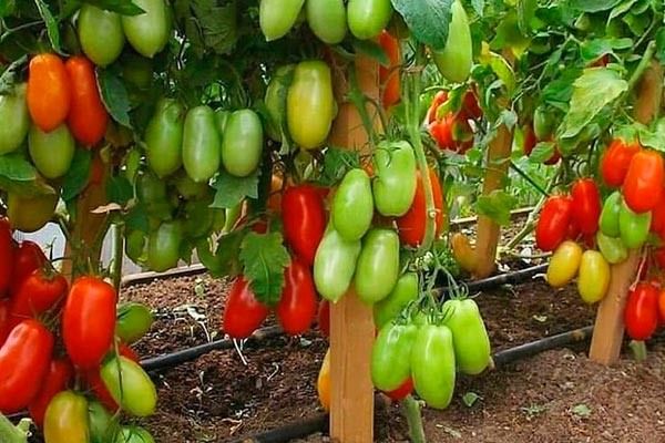 Томат Французский гроздевой: основные характеристики и агротехника