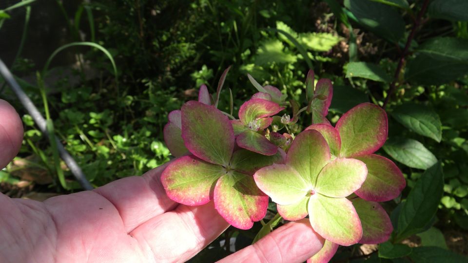 Гортензия Металлика: новый фаворит среди садоводов